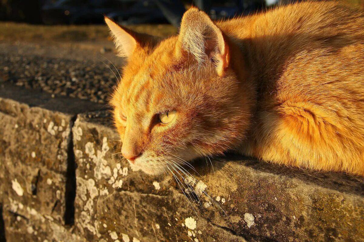 Фотки котика симбы. Рыжий кот Симба. Рыжие коты. Кошка домашняя рыжая. Симба рыжий котик.