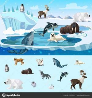 Раскраска северные животные для детей #12 #489237
