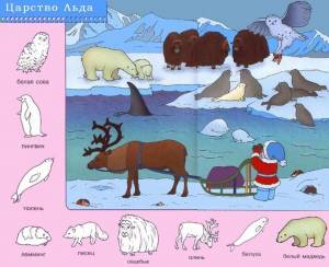 Раскраска северные животные для детей #21 #489246