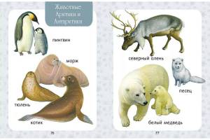 Раскраска северные животные для детей #24 #489249