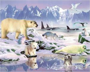 Раскраска северные животные для детей #36 #489261