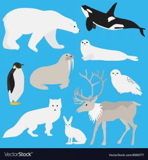 Раскраска северные животные для детского сада #11 #489275
