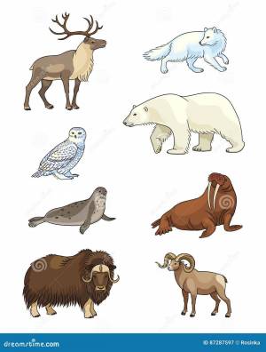 Раскраска северные животные для детского сада #26 #489290