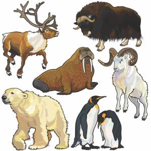 Раскраска северные животные для детского сада #31 #489295