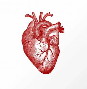 Раскраска сердце анатомическое #1 #490799