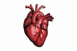 Раскраска сердце анатомическое #2 #490800