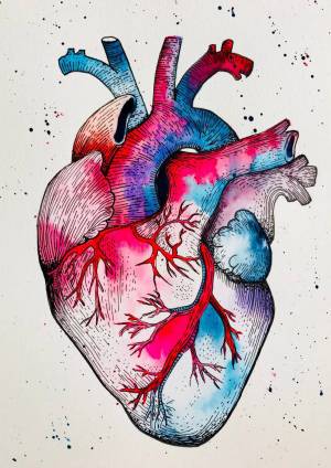 Раскраска сердце анатомическое #3 #490801