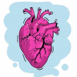 Раскраска сердце анатомическое #5 #490803