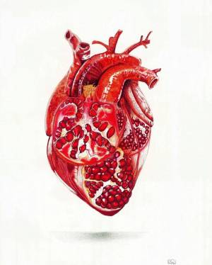 Раскраска сердце анатомическое #7 #490805