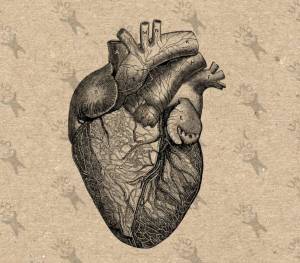 Раскраска сердце анатомическое #8 #490806