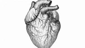 Раскраска сердце анатомическое #9 #490807