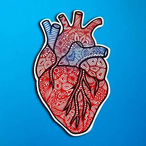 Раскраска сердце анатомическое #10 #490808