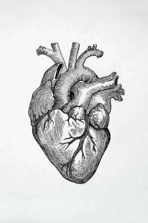 Раскраска сердце анатомическое #12 #490810
