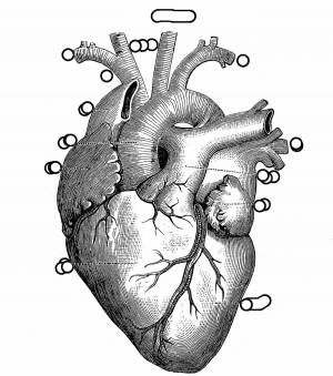 Раскраска сердце анатомическое #13 #490811
