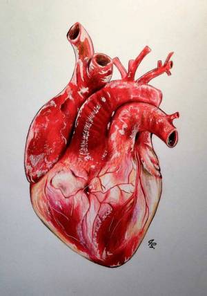 Раскраска сердце анатомическое #18 #490816