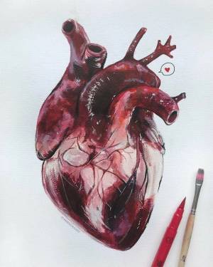 Раскраска сердце анатомическое #21 #490819