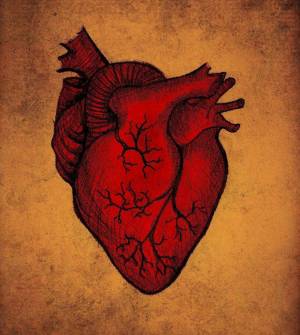 Раскраска сердце анатомическое #22 #490820