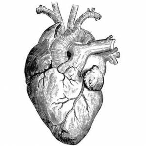 Раскраска сердце анатомическое #24 #490822
