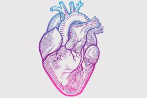 Раскраска сердце анатомическое #25 #490823