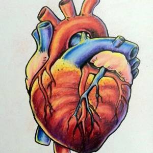 Раскраска сердце анатомическое #26 #490824