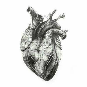 Раскраска сердце анатомическое #27 #490825