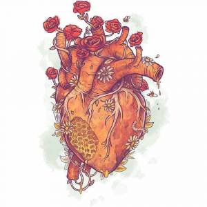 Раскраска сердце анатомическое #28 #490826