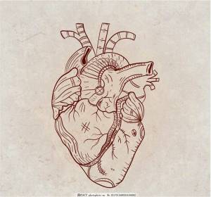 Раскраска сердце анатомическое #29 #490827