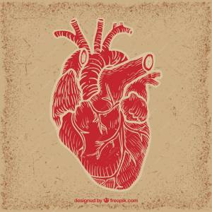 Раскраска сердце анатомическое #30 #490828