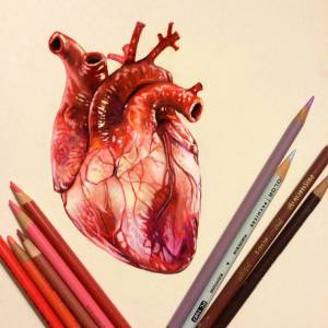 Раскраска сердце анатомическое #31 #490829