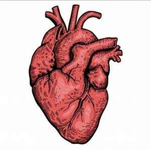 Раскраска сердце анатомическое #32 #490830