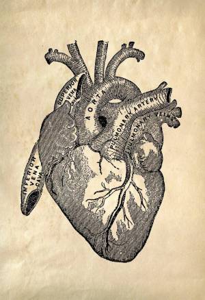 Раскраска сердце анатомическое #33 #490831