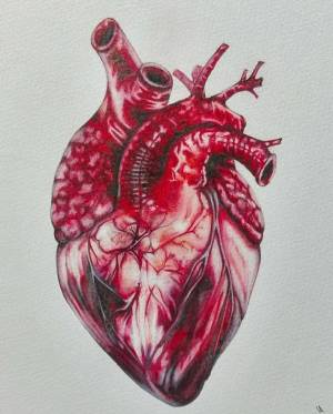 Раскраска сердце анатомическое #35 #490833