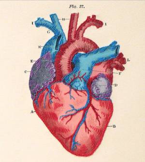 Раскраска сердце анатомическое #36 #490834