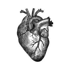 Раскраска сердце анатомическое #37 #490835