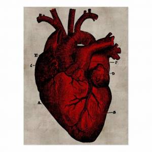 Раскраска сердце анатомическое #39 #490837