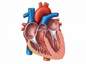Раскраска сердце анатомия #1 #490838