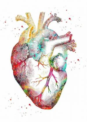 Раскраска сердце анатомия #3 #490840