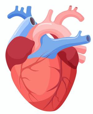 Раскраска сердце анатомия #4 #490841