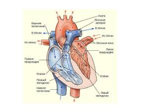 Раскраска сердце анатомия #5 #490842