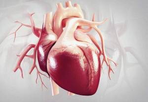 Раскраска сердце анатомия #6 #490843