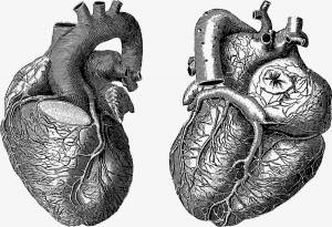 Раскраска сердце анатомия #7 #490844
