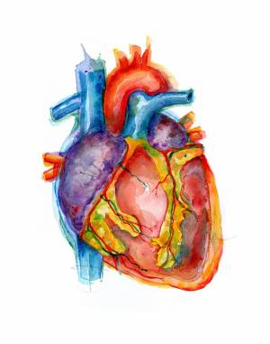 Раскраска сердце анатомия #9 #490846