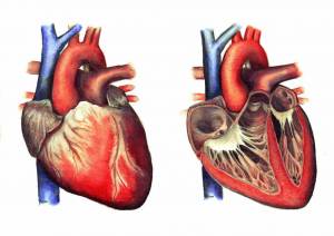 Раскраска сердце анатомия #12 #490849