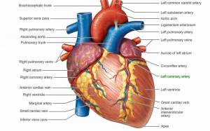 Раскраска сердце анатомия #13 #490850