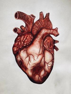 Раскраска сердце анатомия #14 #490851