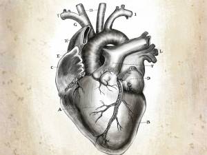 Раскраска сердце анатомия #18 #490855