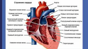 Раскраска сердце анатомия #19 #490856