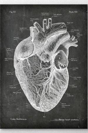 Раскраска сердце анатомия #20 #490857