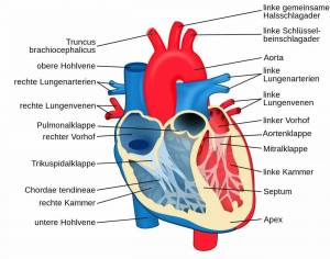 Раскраска сердце анатомия #23 #490860