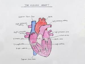 Раскраска сердце анатомия #26 #490863